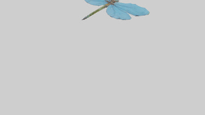 Dragonfly Wings 3D model