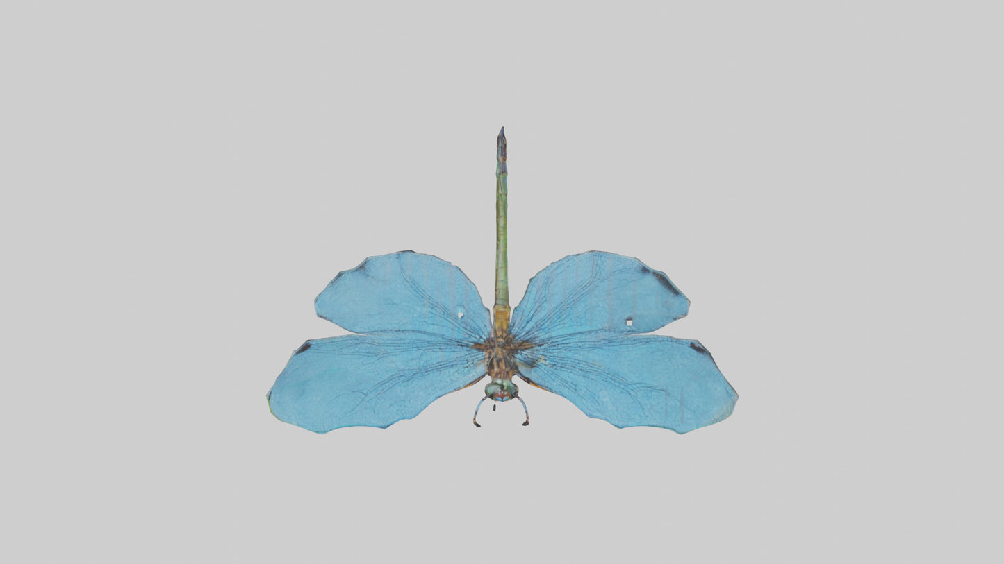 Dragonfly Wings 3D model