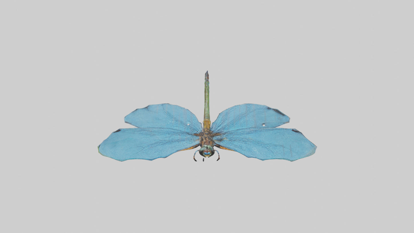 Dragonfly Wings 3D model