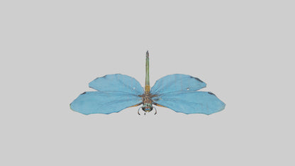 Dragonfly Wings 3D model
