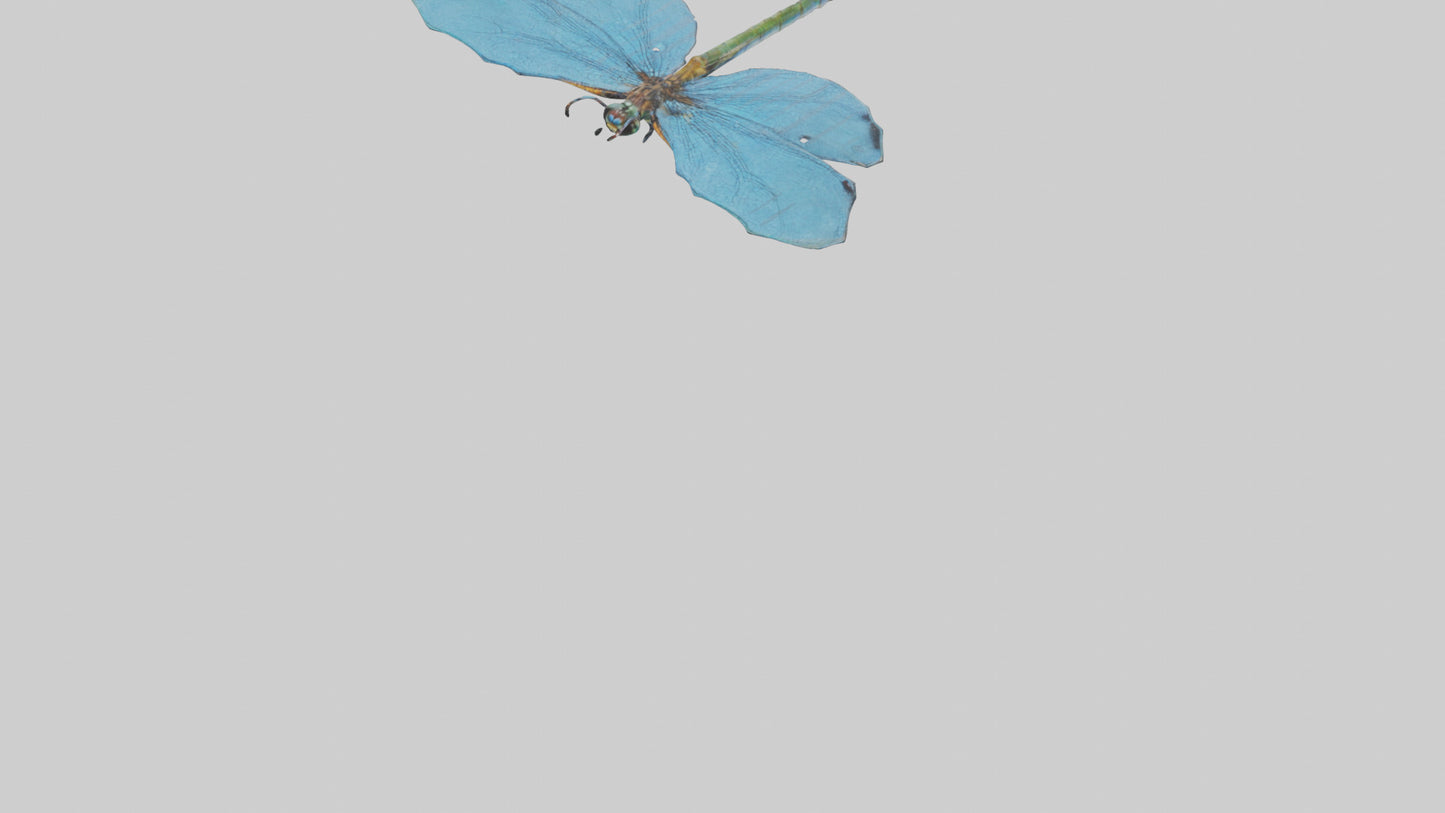 Dragonfly Wings 3D model
