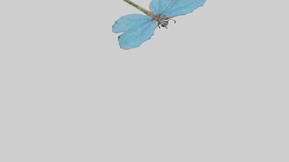 Dragonfly Wings 3D model