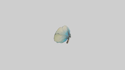 3D model Dragonfly Wings Model VR / AR / low-poly
