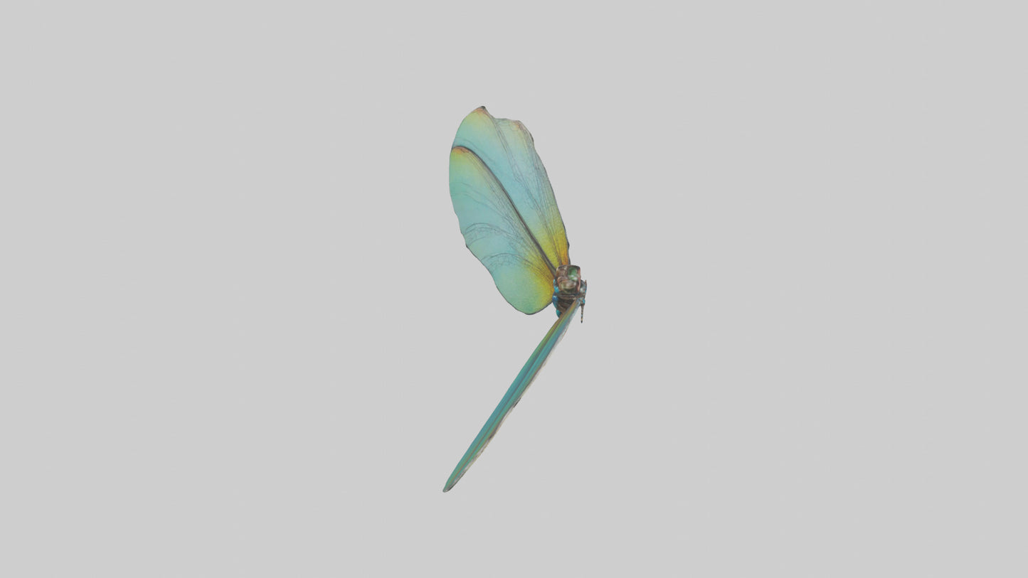 3D model Dragonfly Wings Model VR / AR / low-poly