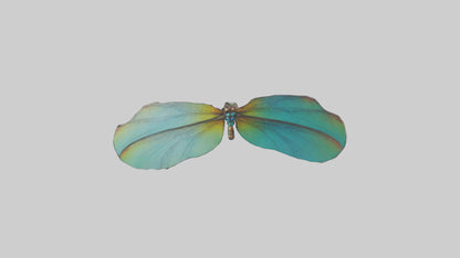 3D model Dragonfly Wings Model VR / AR / low-poly