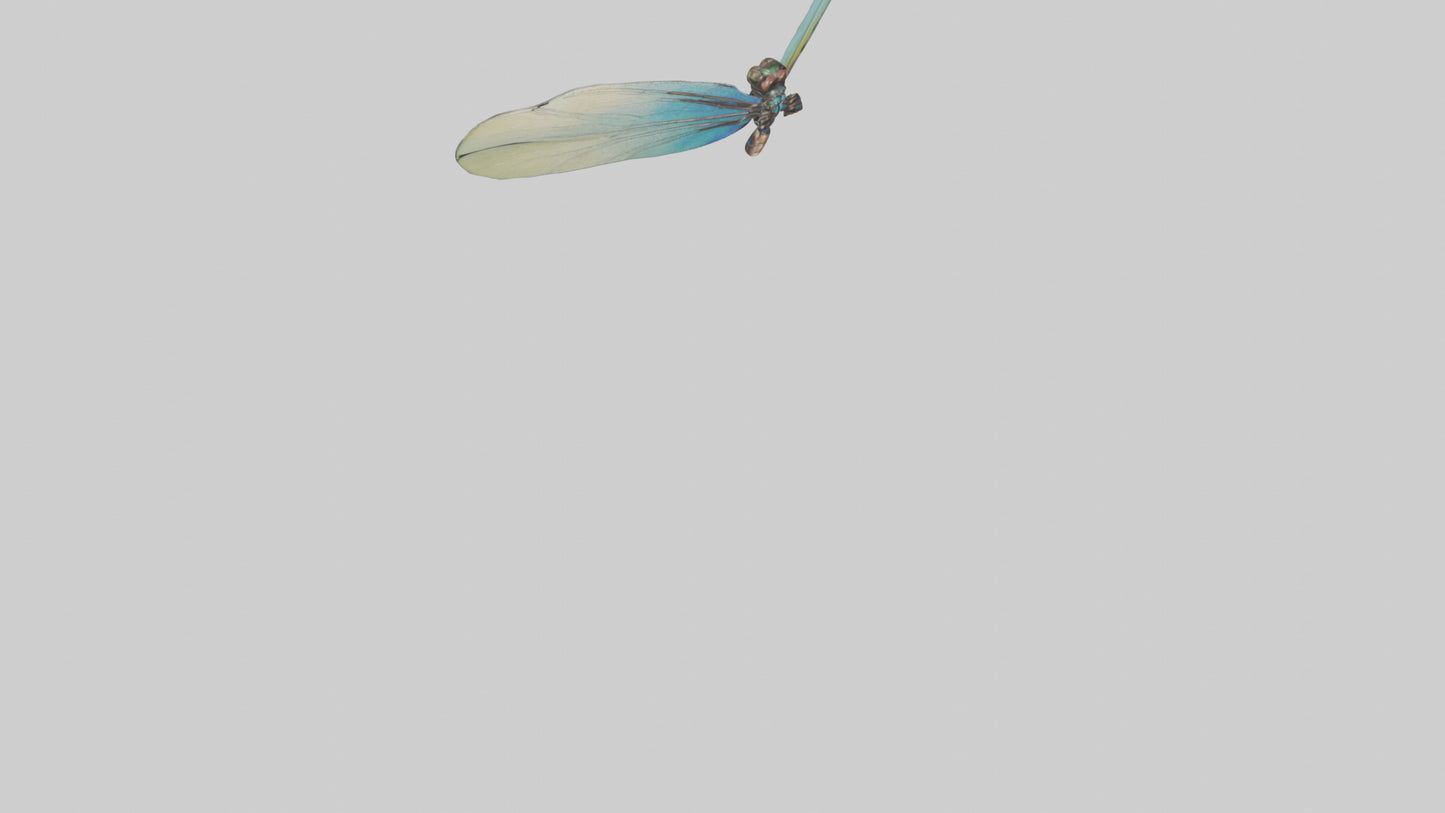 3D model Dragonfly Wings Model VR / AR / low-poly
