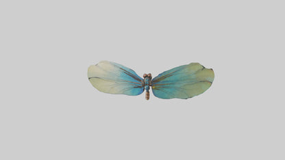 3D model Dragonfly Wings Model VR / AR / low-poly
