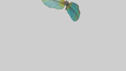 3D model Dragonfly Wings Model VR / AR / low-poly