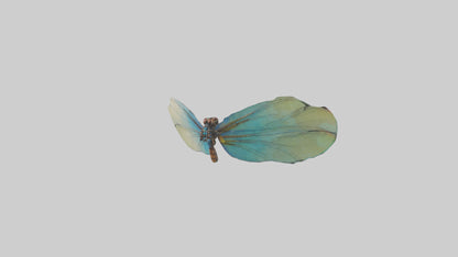 3D model Dragonfly Wings Model VR / AR / low-poly