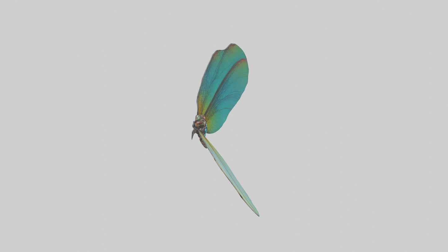 3D model Dragonfly Wings Model VR / AR / low-poly