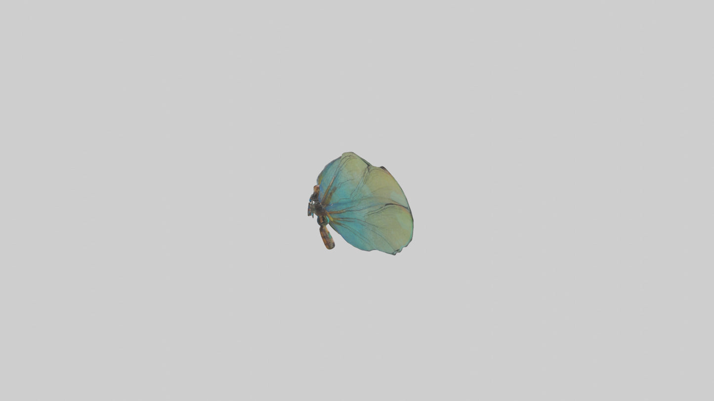 3D model Dragonfly Wings Model VR / AR / low-poly
