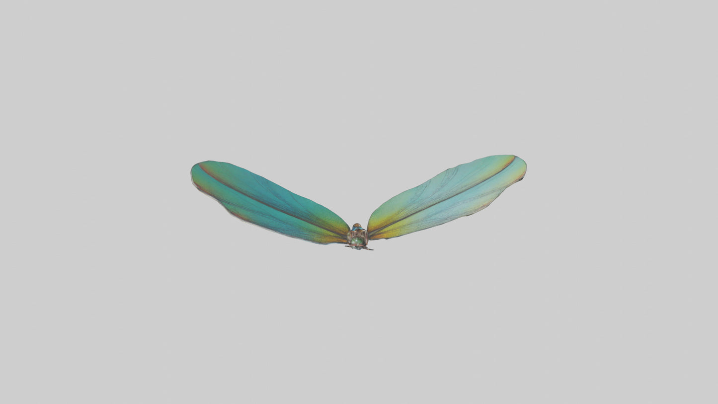 3D model Dragonfly Wings Model VR / AR / low-poly