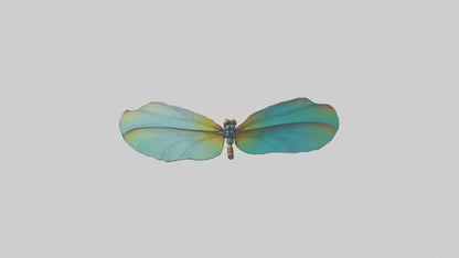 3D model Dragonfly Wings Model VR / AR / low-poly