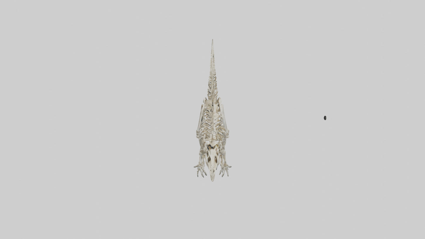 3D model Dromaeosaurus Skeleton model VR / AR / low-poly
