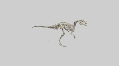 3D model Dromaeosaurus Skeleton model VR / AR / low-poly