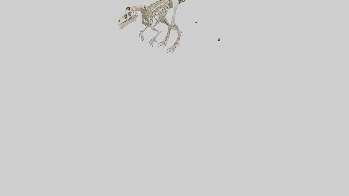 3D model Dromaeosaurus Skeleton model VR / AR / low-poly