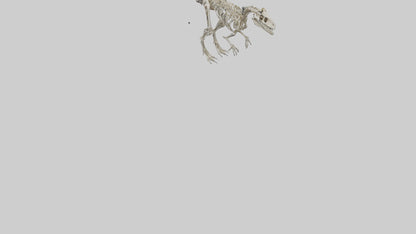 3D model Dromaeosaurus Skeleton model VR / AR / low-poly