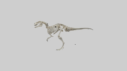 3D model Dromaeosaurus Skeleton model VR / AR / low-poly