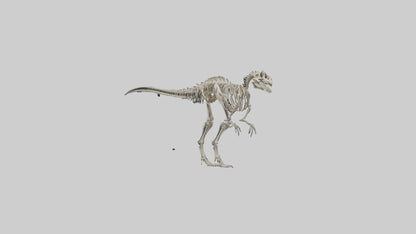 3D model Dromaeosaurus Skeleton model VR / AR / low-poly