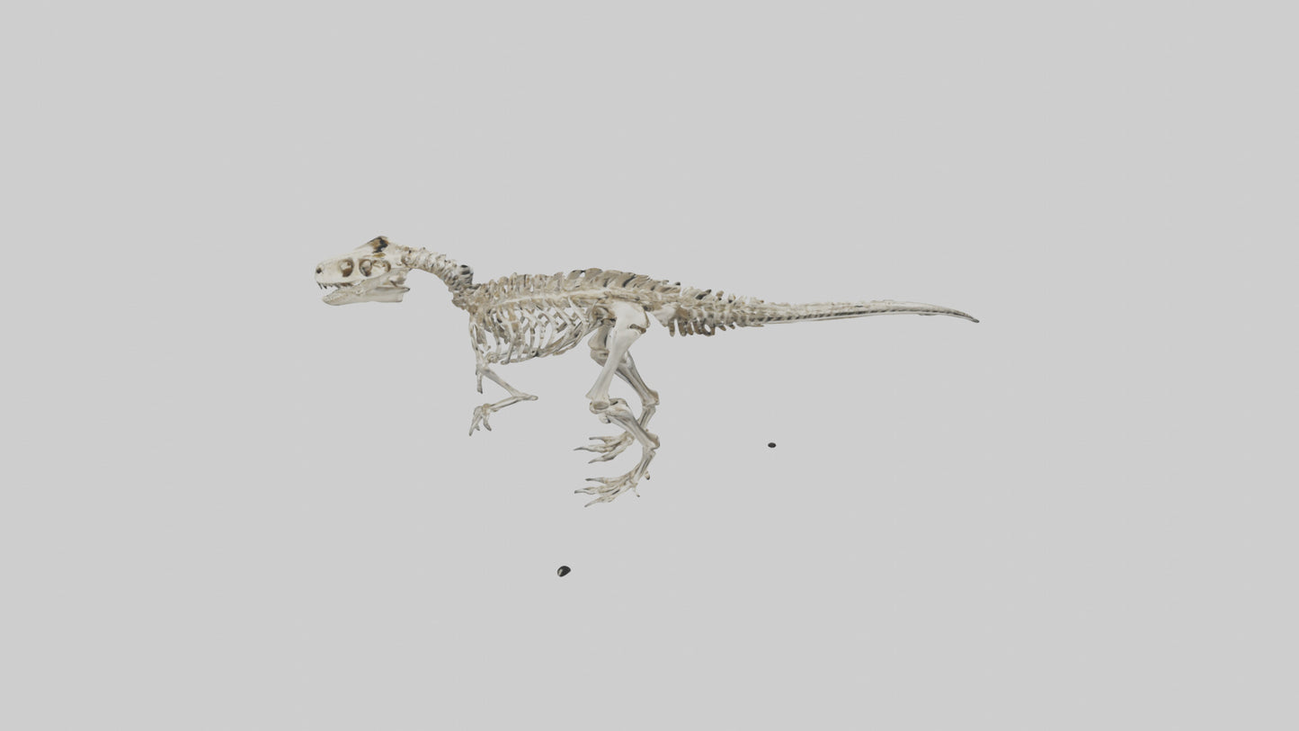3D model Dromaeosaurus Skeleton model VR / AR / low-poly