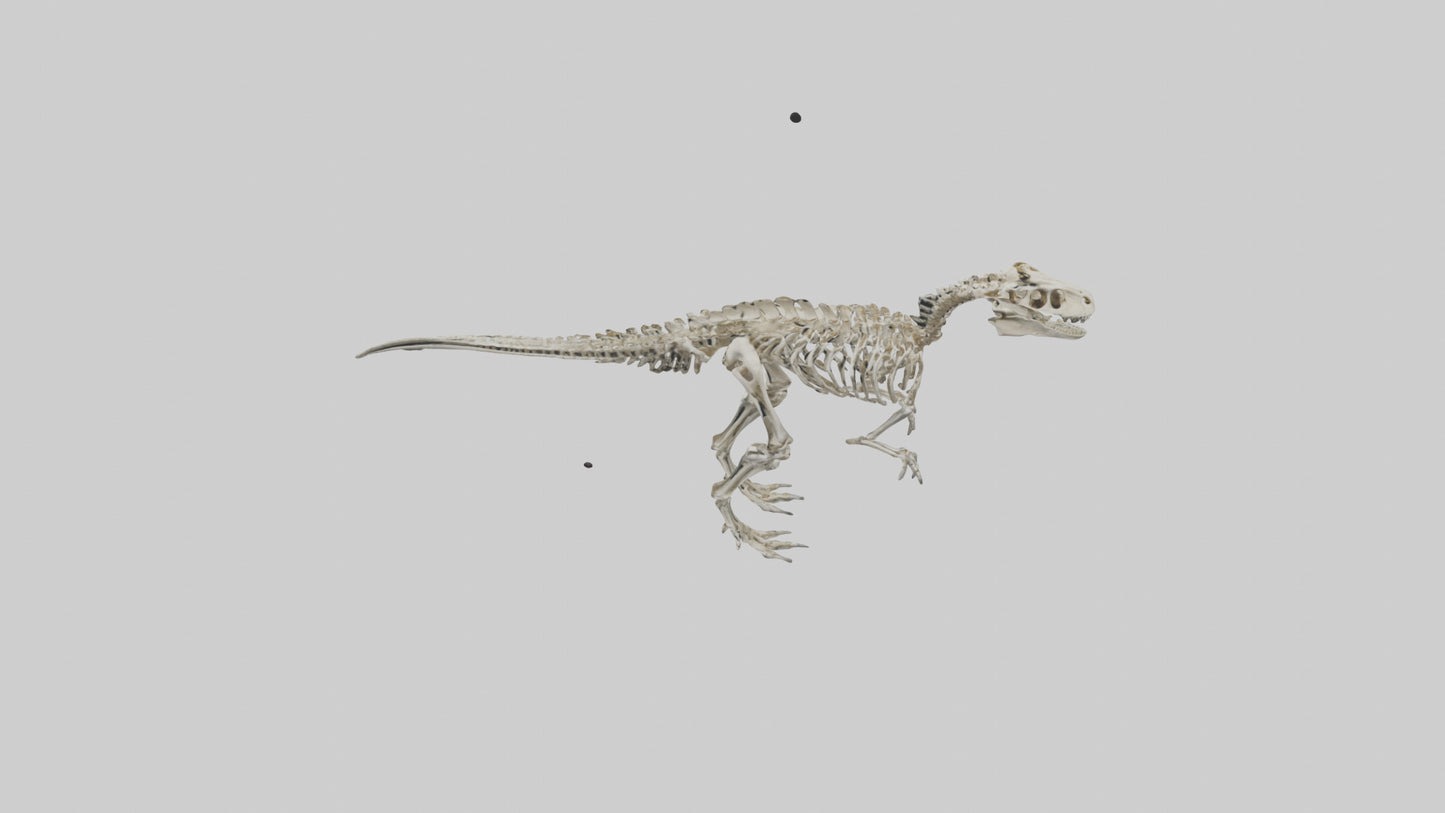 3D model Dromaeosaurus Skeleton model VR / AR / low-poly