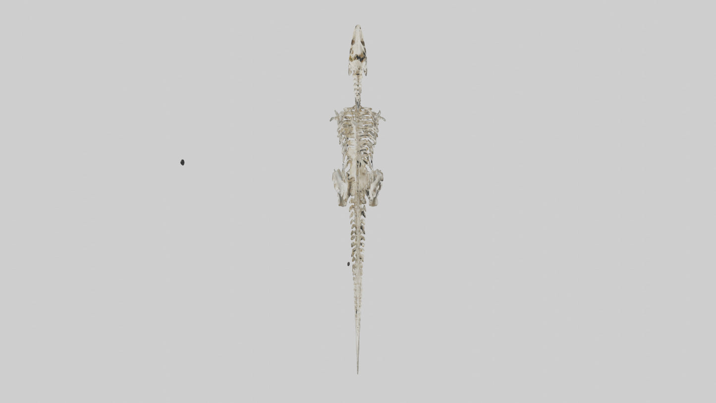 3D model Dromaeosaurus Skeleton model VR / AR / low-poly