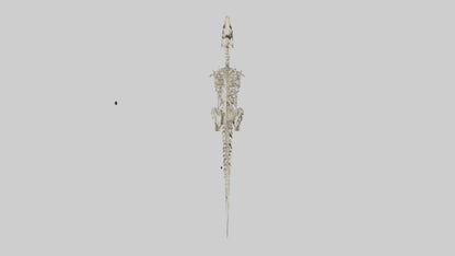 3D model Dromaeosaurus Skeleton model VR / AR / low-poly