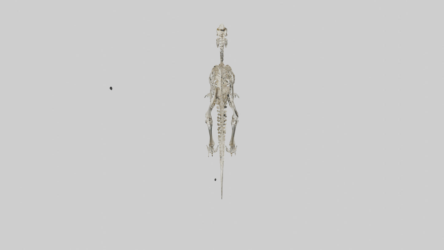 3D model Dromaeosaurus Skeleton model VR / AR / low-poly