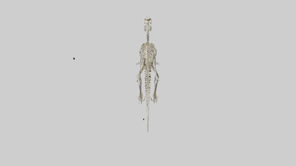 3D model Dromaeosaurus Skeleton model VR / AR / low-poly