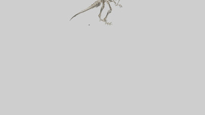 3D model Dromaeosaurus Skeleton model VR / AR / low-poly