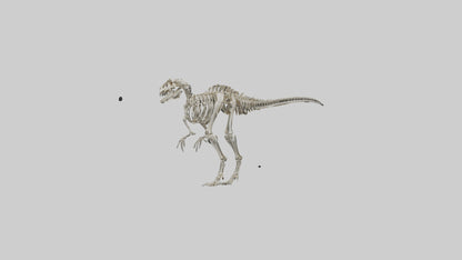 3D model Dromaeosaurus Skeleton model VR / AR / low-poly