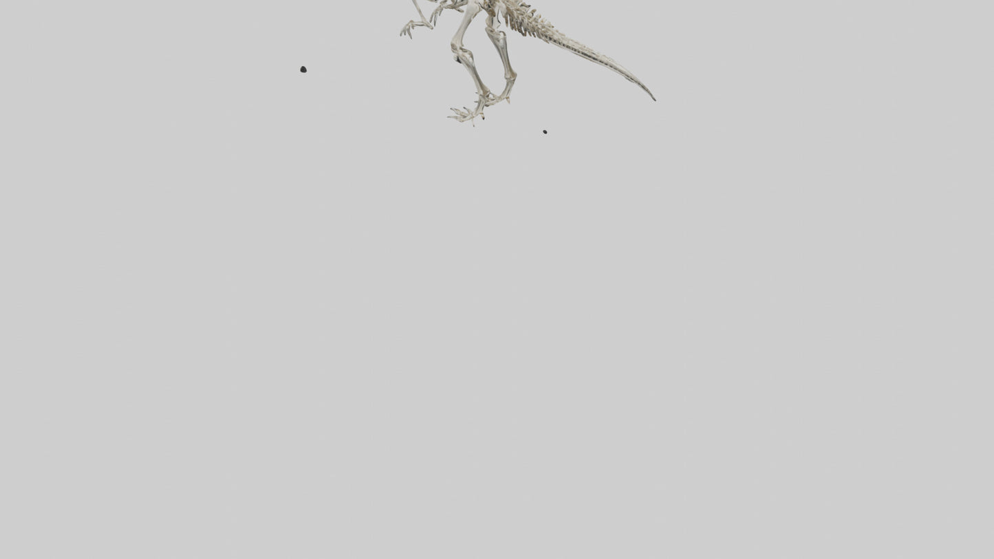3D model Dromaeosaurus Skeleton model VR / AR / low-poly