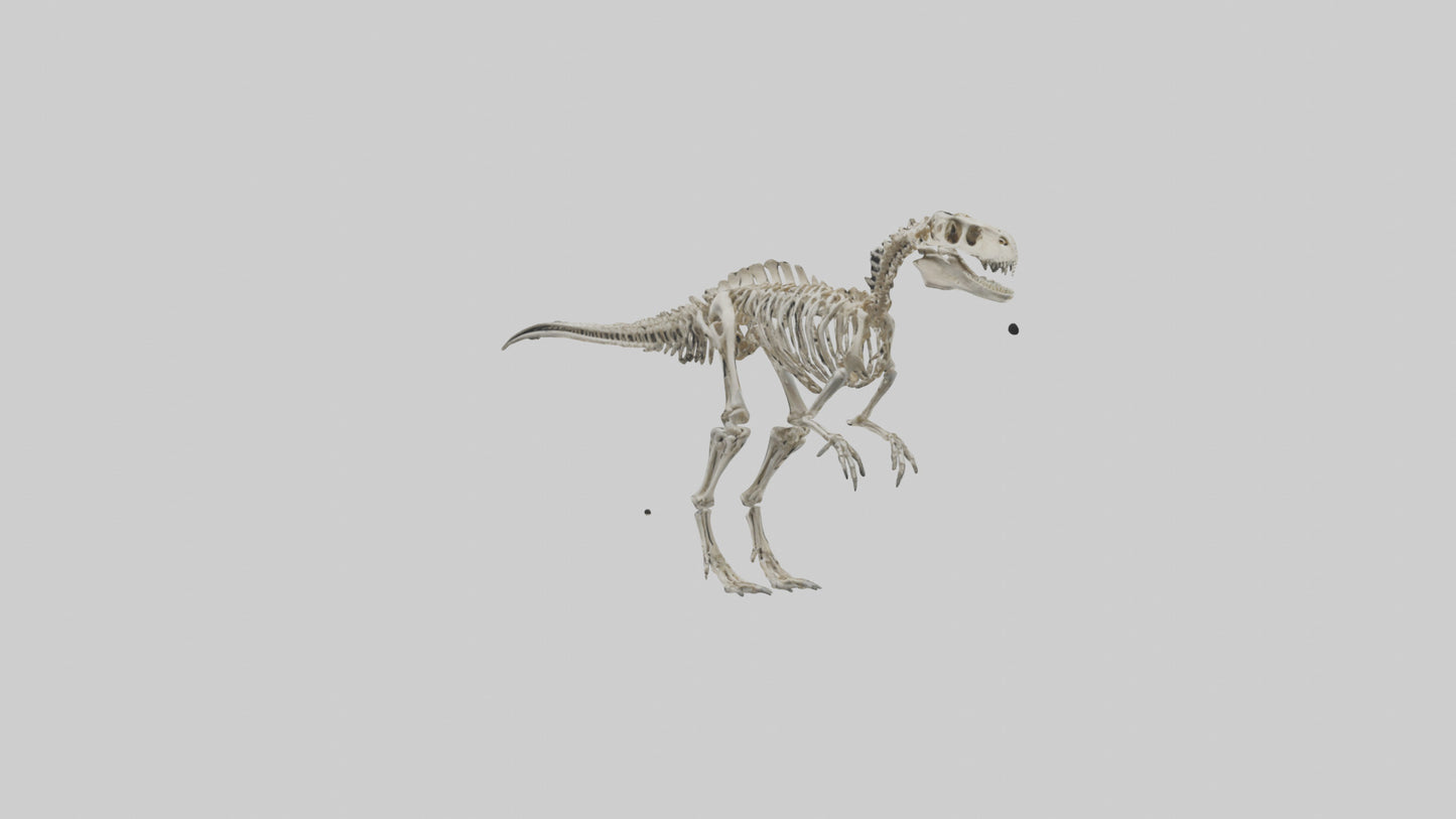 3D model Dromaeosaurus Skeleton model VR / AR / low-poly