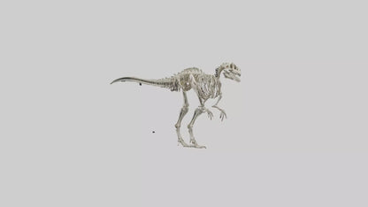 3D model Dromaeosaurus Skeleton model VR / AR / low-poly