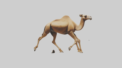 Dromedary Camel walking model VR / AR / low-poly