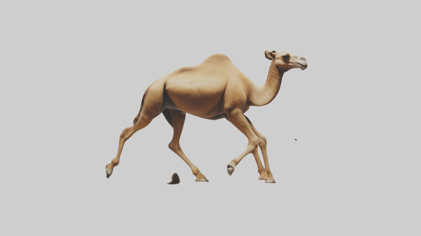 Dromedary Camel walking model VR / AR / low-poly