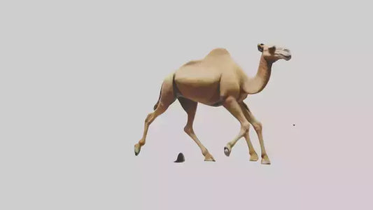 Dromedary Camel walking model VR / AR / low-poly