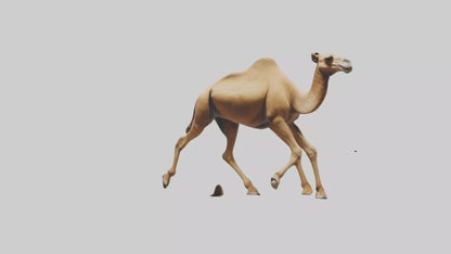 Dromedary Camel walking model VR / AR / low-poly