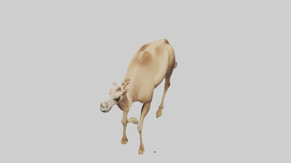 Dromedary Camel walking model VR / AR / low-poly