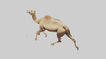 Dromedary Camel walking model VR / AR / low-poly