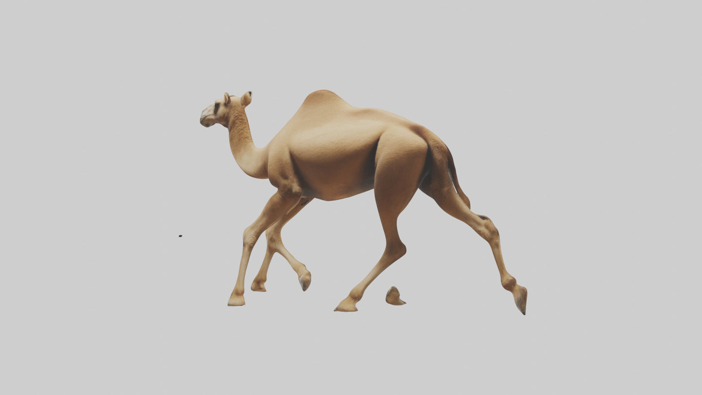 Dromedary Camel walking model VR / AR / low-poly