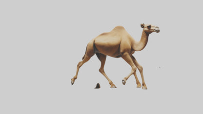 Dromedary Camel walking model VR / AR / low-poly