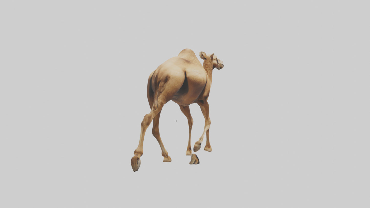 Dromedary Camel walking model VR / AR / low-poly