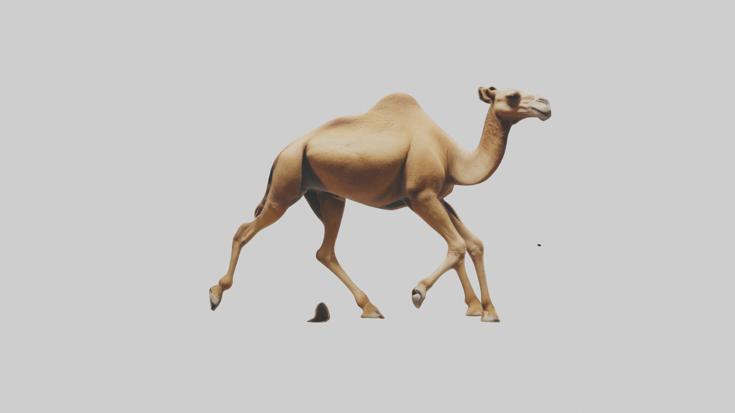 Dromedary Camel walking model VR / AR / low-poly