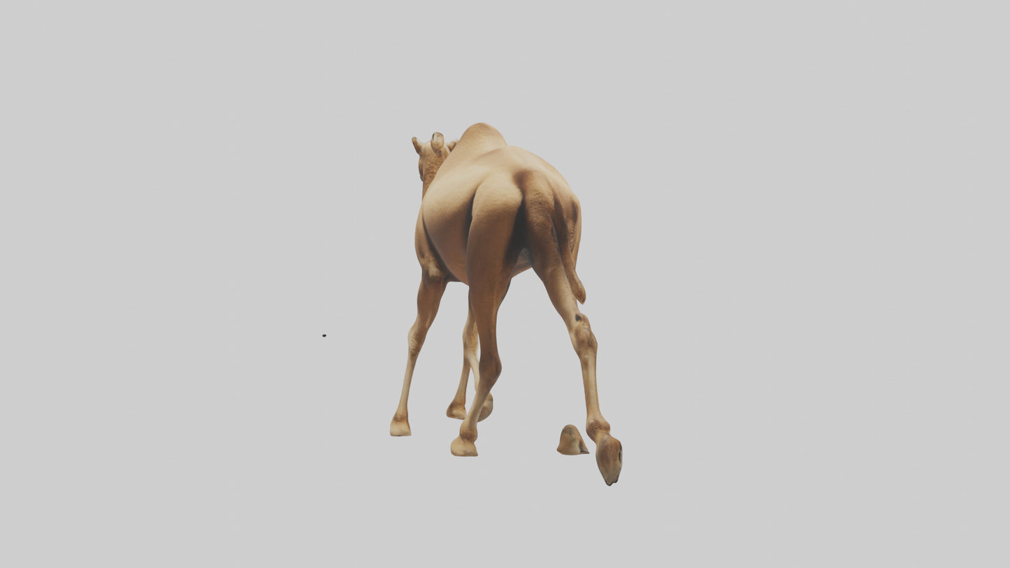 Dromedary Camel walking model VR / AR / low-poly