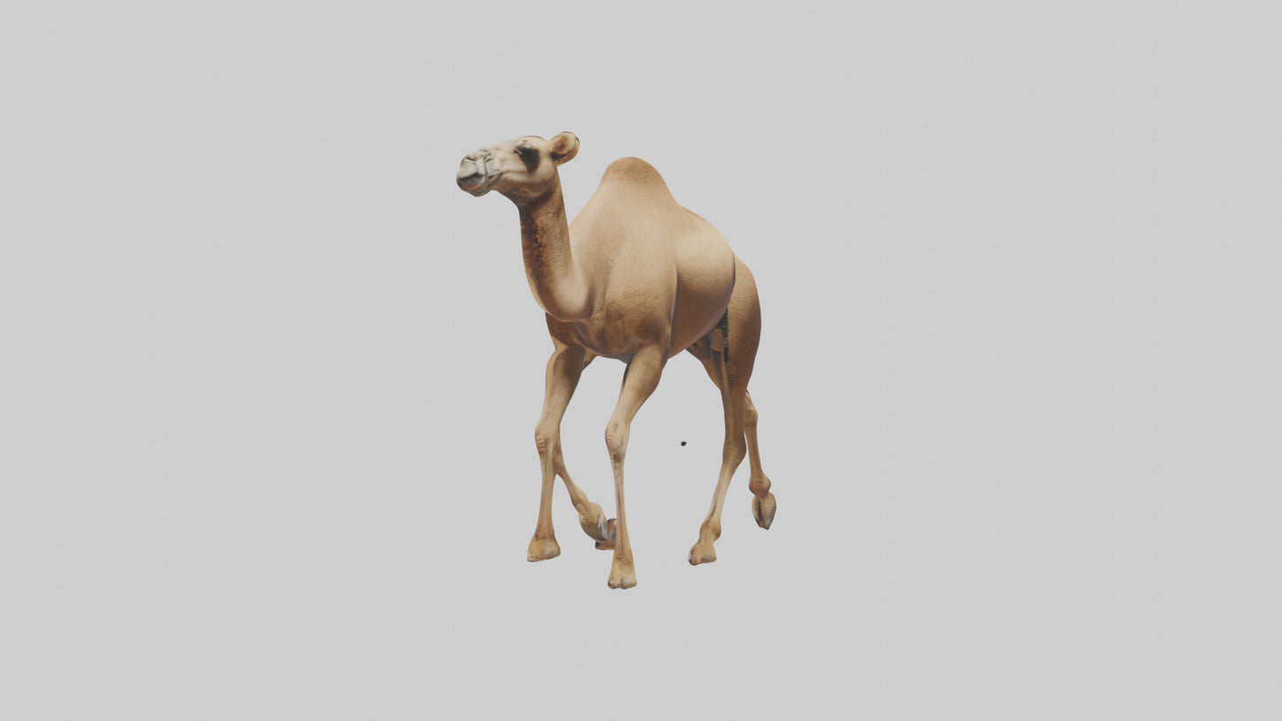 Dromedary Camel walking model VR / AR / low-poly