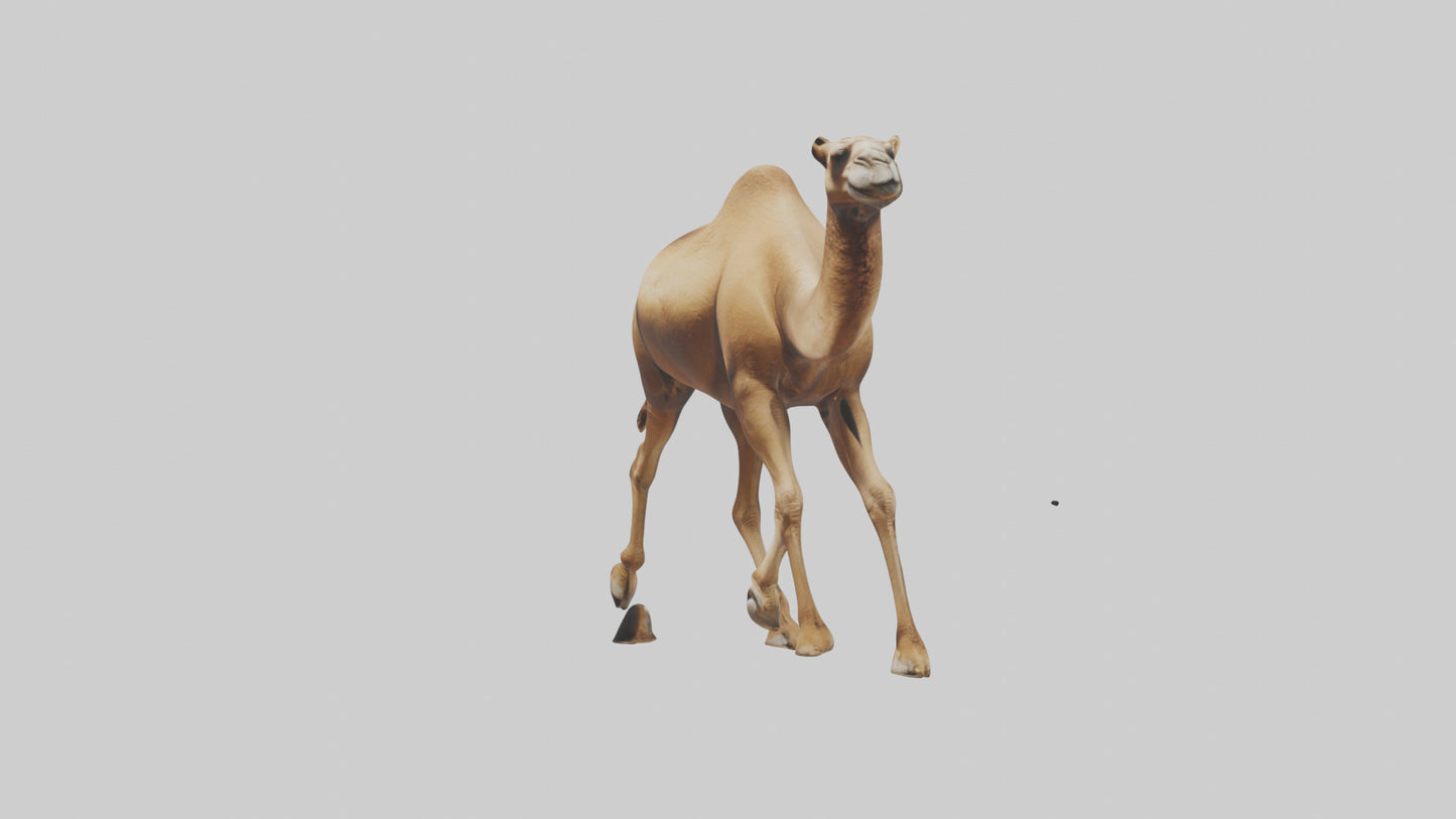 Dromedary Camel walking model VR / AR / low-poly