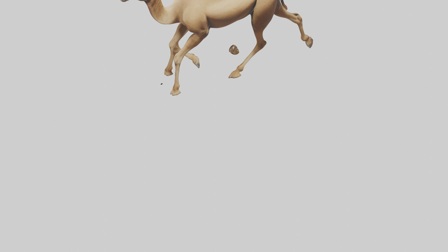 Dromedary Camel walking model VR / AR / low-poly