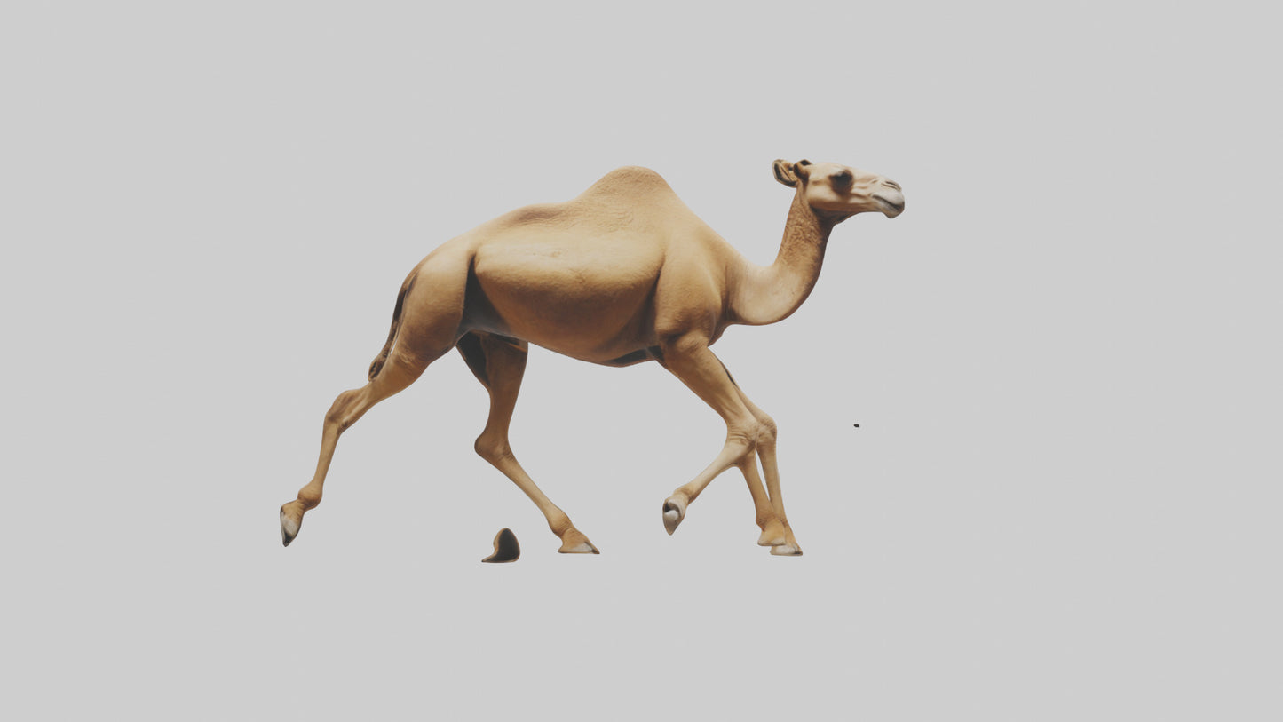 Dromedary Camel walking model VR / AR / low-poly