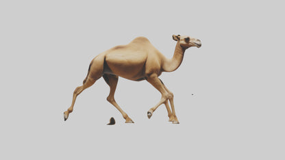 Dromedary Camel walking model VR / AR / low-poly